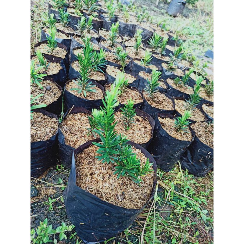 LOHANSUNG SILVER BLUE DAUN MIKRO IMPORT