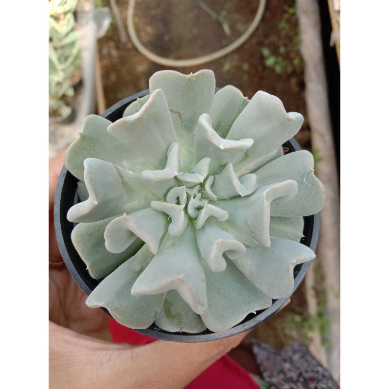 Sukulen echeveria topsy turvy medium