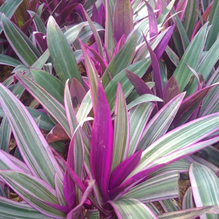 tanaman hias adam hawa varigata - adam hawa varigata