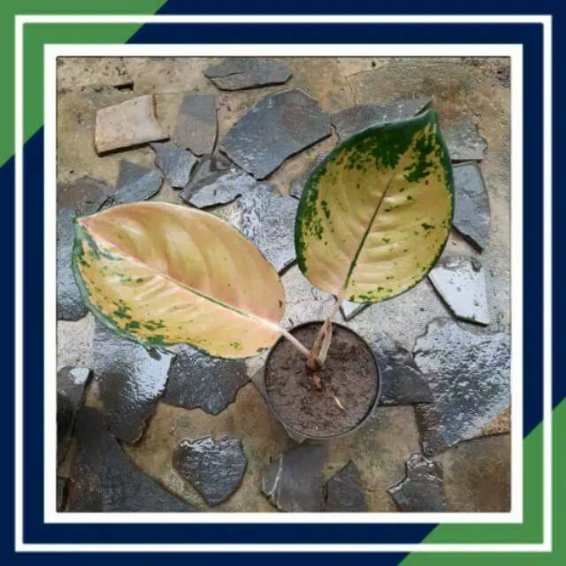aglonema baby sultan brunai daun 2