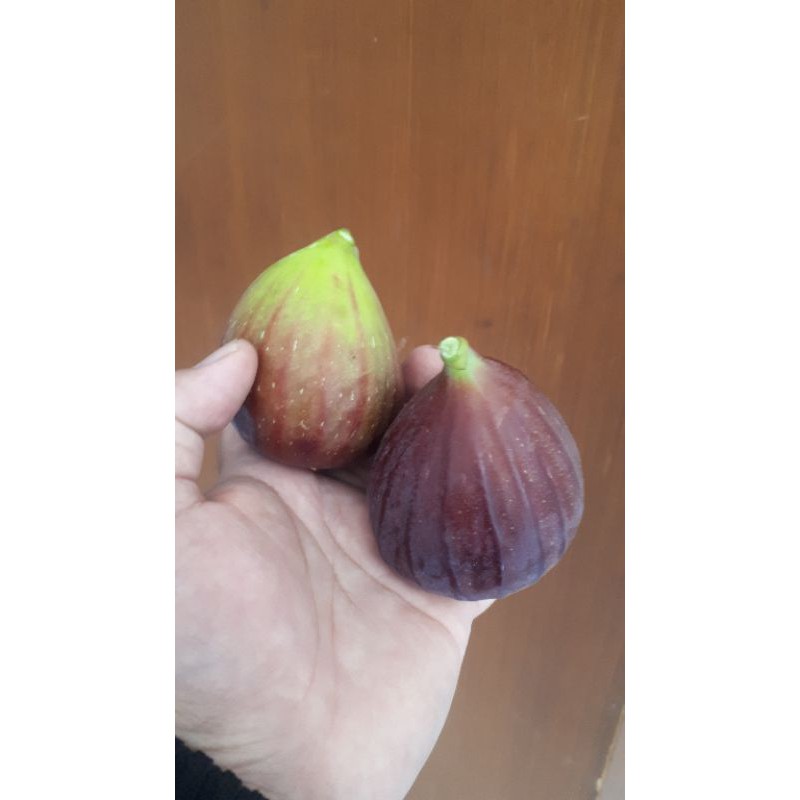 

BUAH TIN JORDAN 500 GRAM
