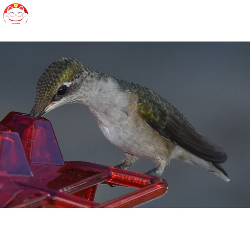 Tempat Makan Burung Kolibri