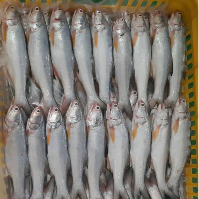 

Ikan Kuro