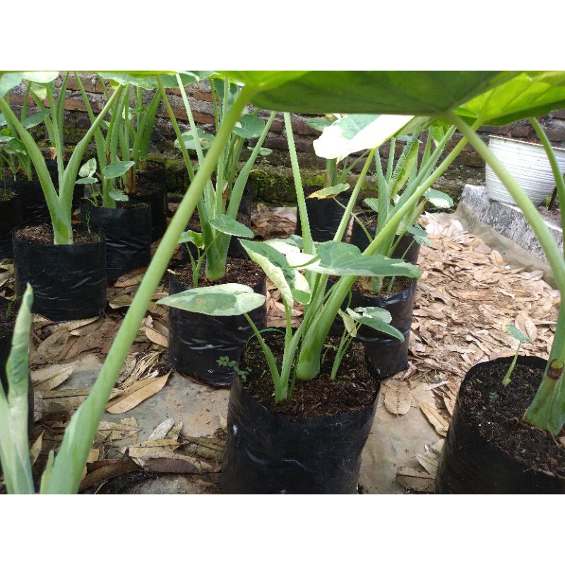 Jual tanaman hias gigantea murah | Shopee Indonesia