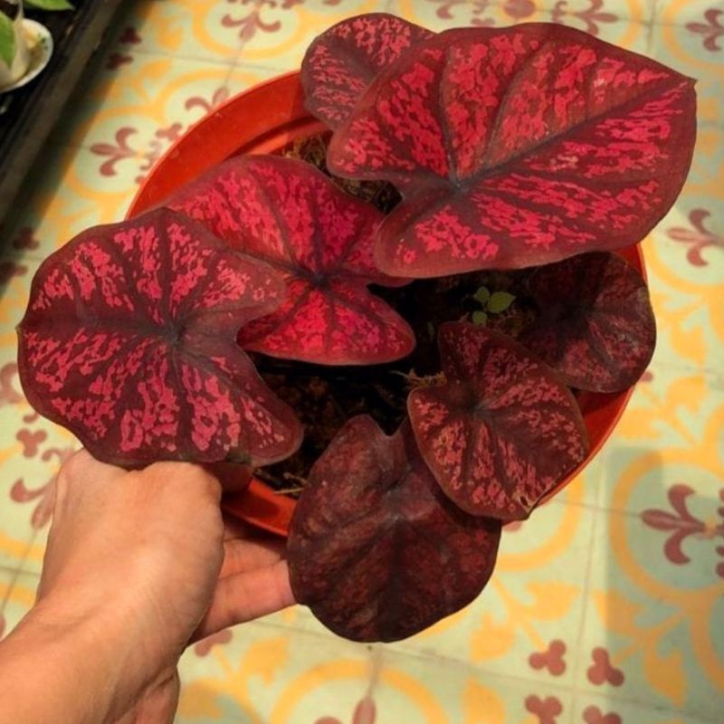CALADIUM SEVENLUCK KELADI SEVEN LUCK TANAMAN HIAS MURAH MERAH