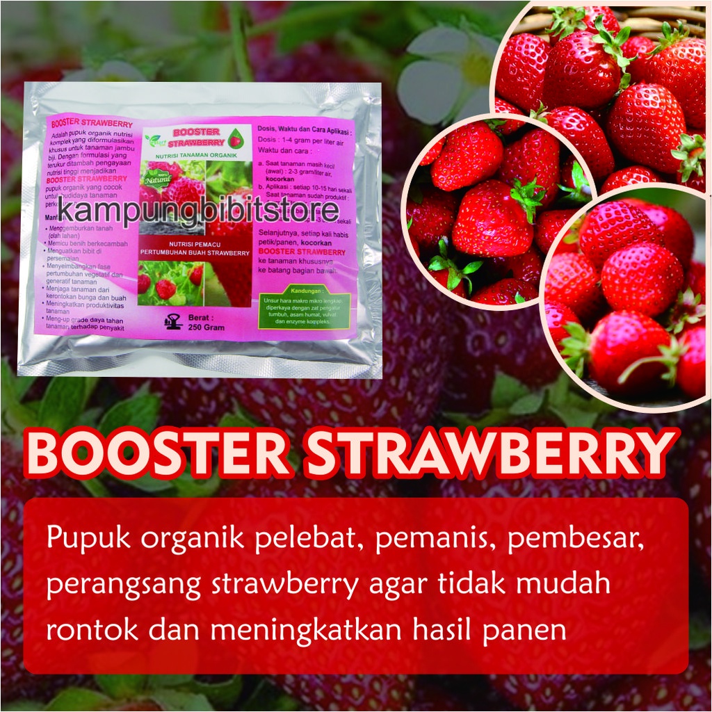 Pupuk Booster Pohon Strawberry, Booster Strawberry Agar Berbuah Lebat
