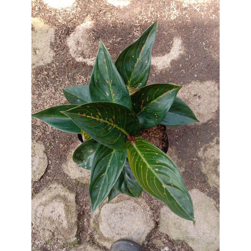 TANAMAN AGLONEMA HOT LADY BLACK TERMURAH JUMBO