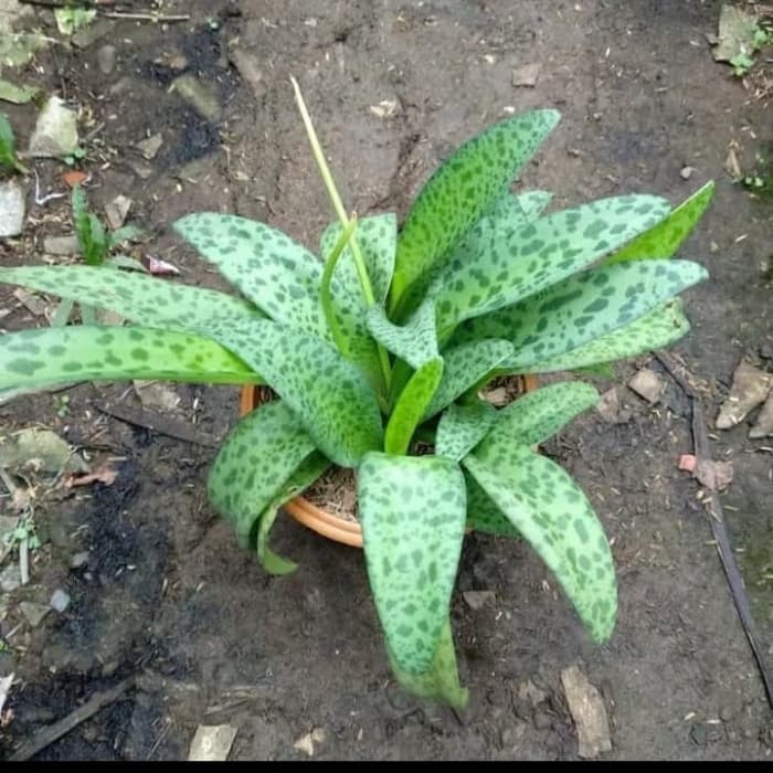 tanaman hias lidah katak_tanaman lidah katak burik