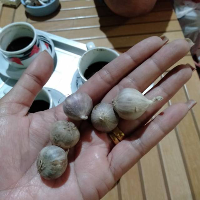 

BAWANG LANANG / BAWANG TUNGGAL