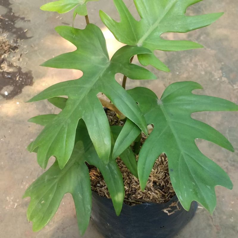 tanaman hias Philo dendrobium mayoi-philo mayoi