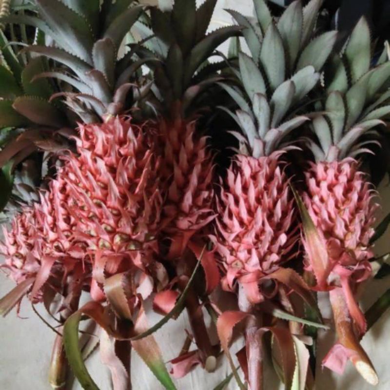 

Nanas Merah Nanas Hutan kemasan 1 buah