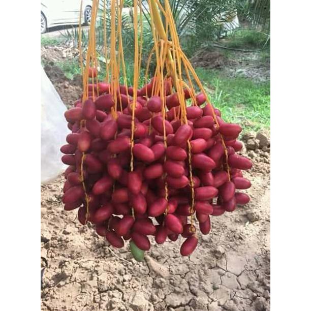 Kw1 Bibit Benih Biji Kurma Tropis Jenis H1 Merah Asli Thailand / Red H1 Tulen