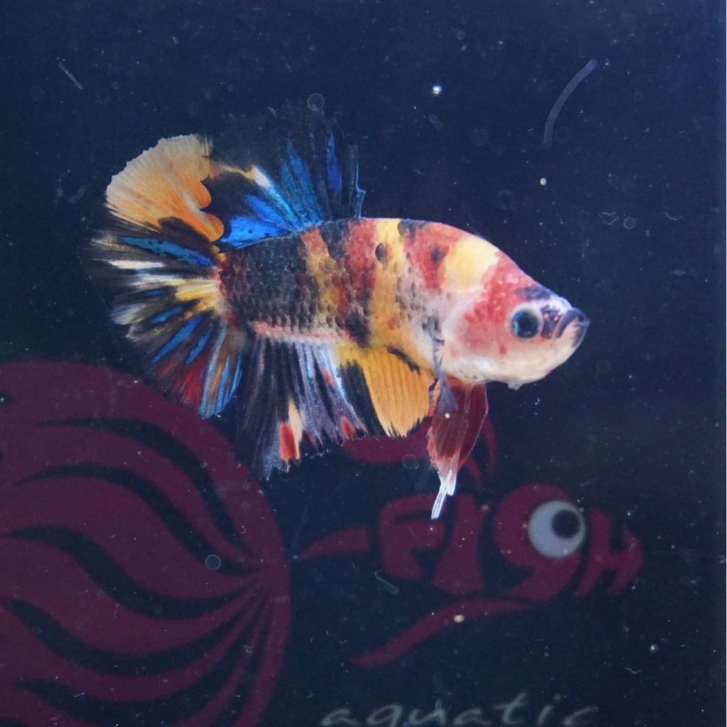 cupang male plakat multicolor yellow base jantan 0404