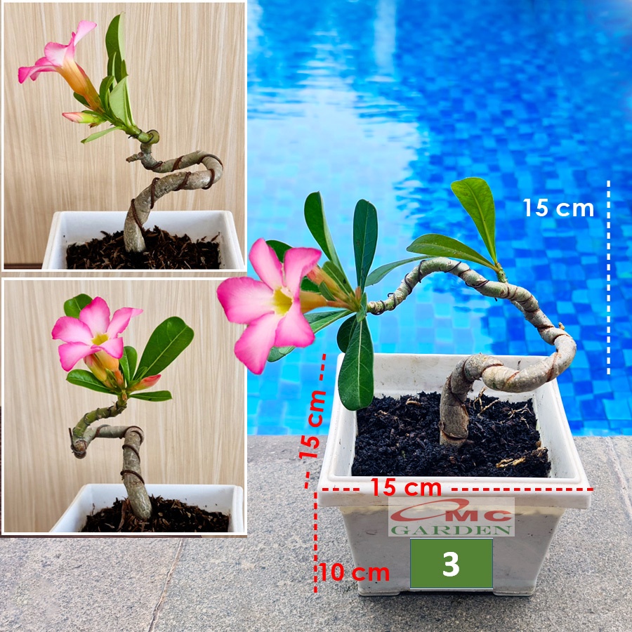 Tanaman Hias Bonsai Mame Adenium Arabicum Obesum Kamboja Jepang 005