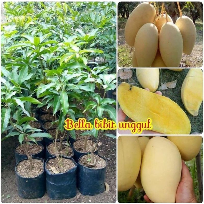 Bibit Mangga Namdokmai (Mangga golden)