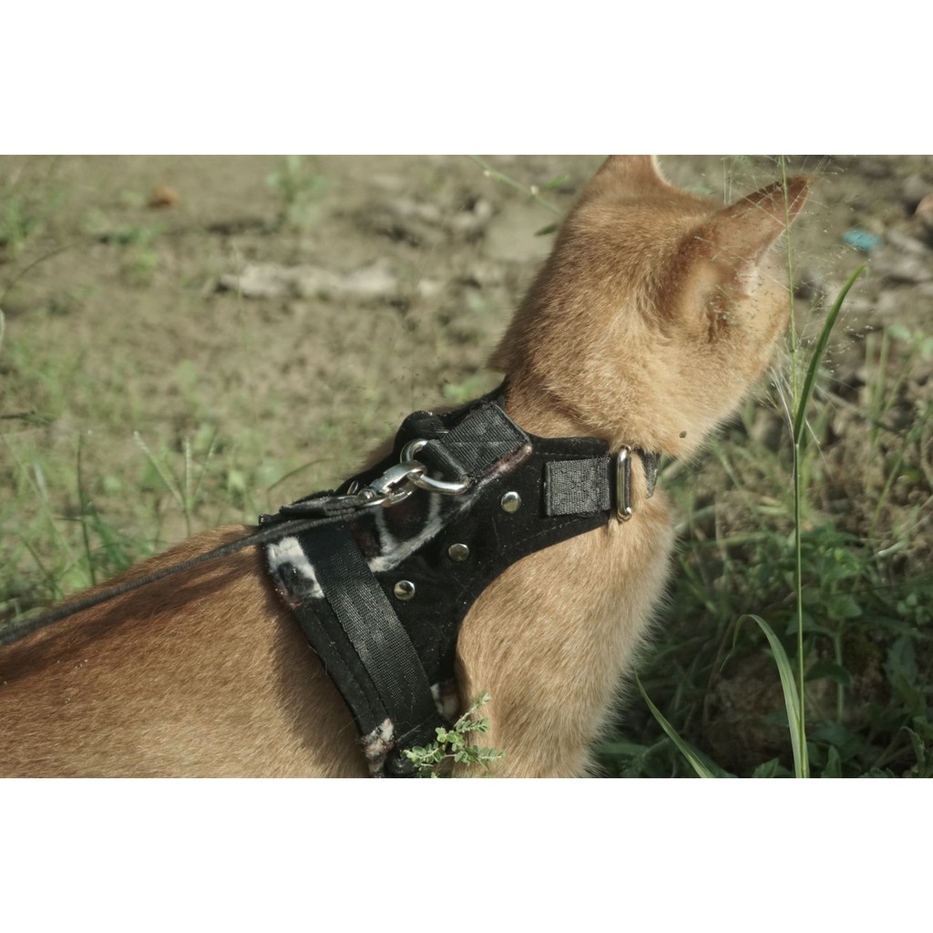 Tali tuntun dan rompi harness kucing musang bisa custom nama dan no Hp anti kucing hilang selvatici