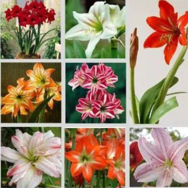 COD Umbi Amarilis / bibit bunga amarilis warna mix/random