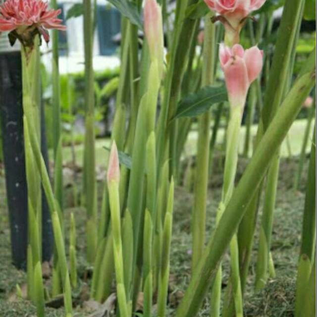 Bibit pohon kecombrang /honje