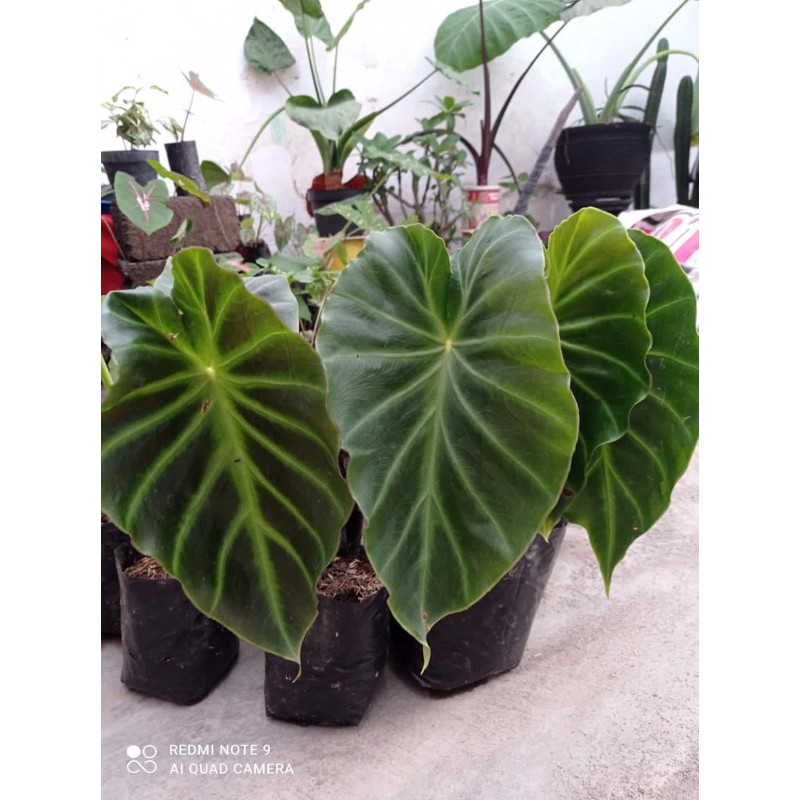 KELADI/CALADIUM VIVIPARA