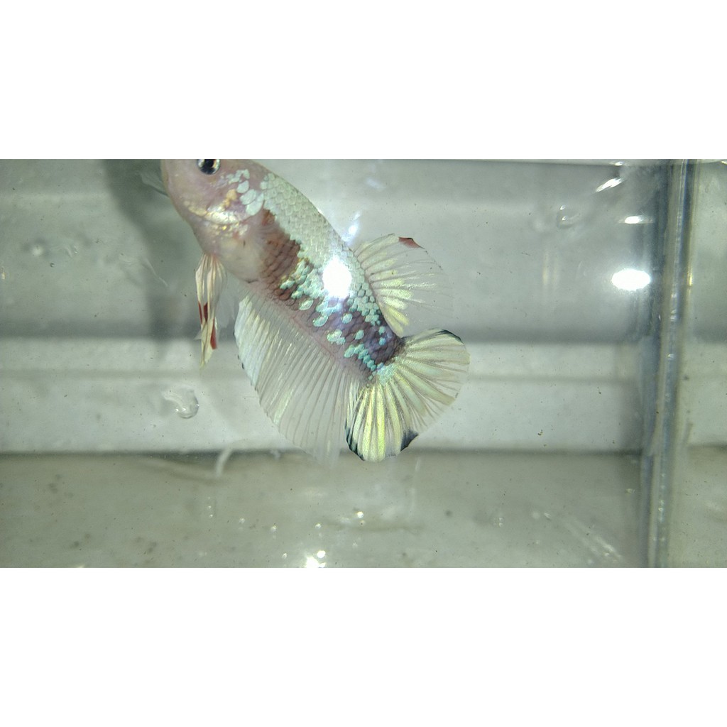 

Ikan Cupang Hias Plakat size medium