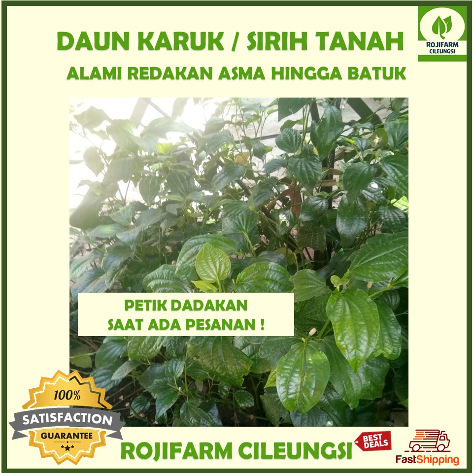 

Daun Karuk / Sirih Tanah Segar 100 gr