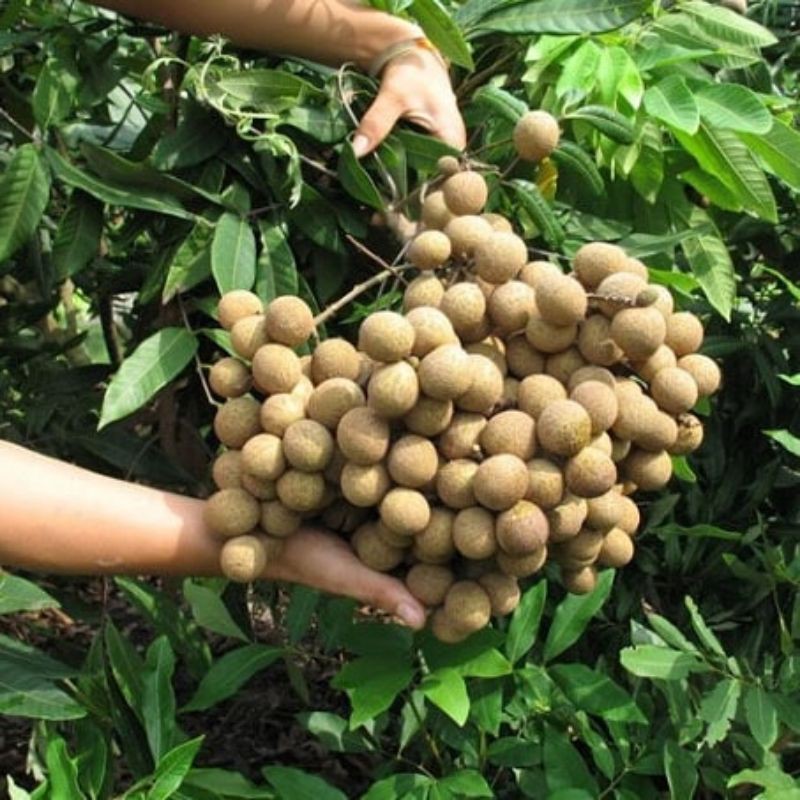 Bibit Kelengkeng New Kristal Stek atau Okulasi Cepat Berbuah