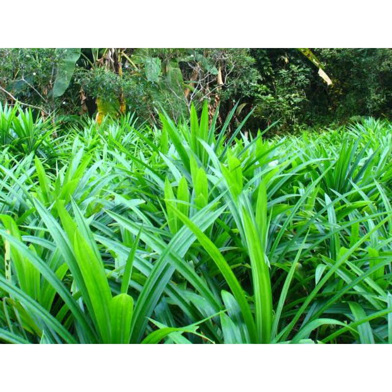 

Jual Daun Pandan Wangi 50 gram