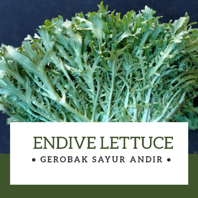 

ENDIVE LETTUCE /250gr