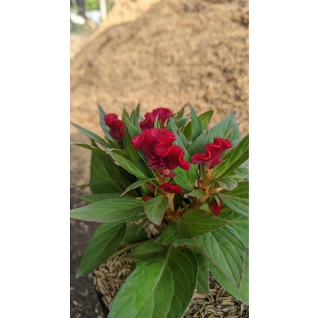 Celosia jengger ayam merah - tanaman celosia cristata red murah