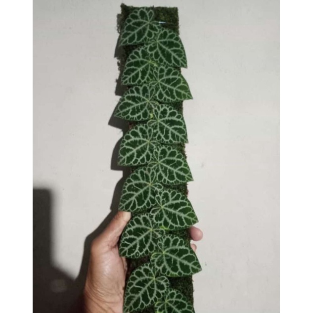 piper hijau sp borneo +(bonus)