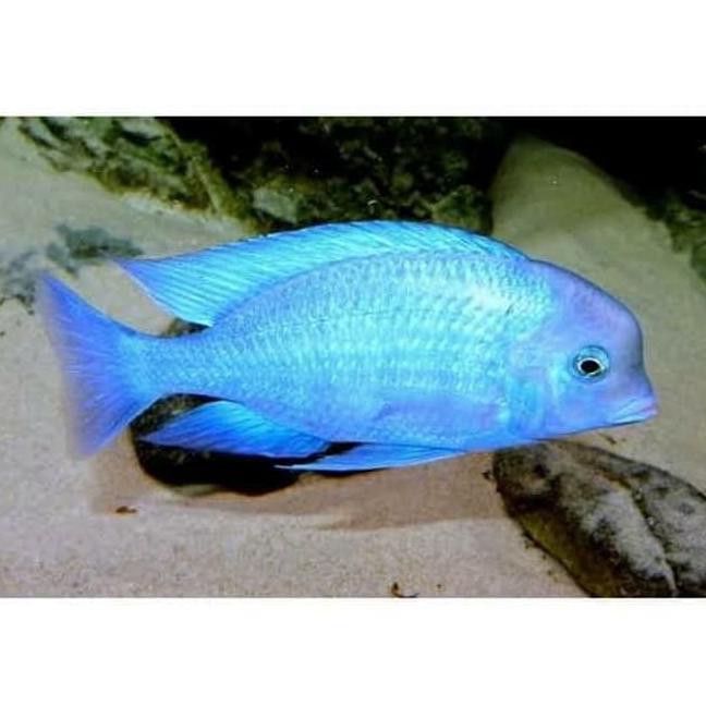 

Blue Dolphin Cichlid || Cichlid Blue Moori