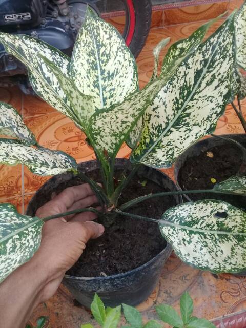 Aglonema SNOWHITE INDUK