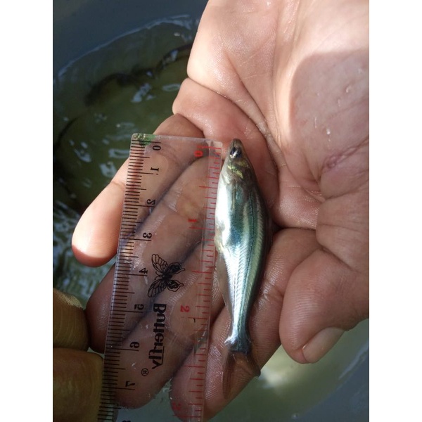 bibit ikan patin ukuran 5-6 cm