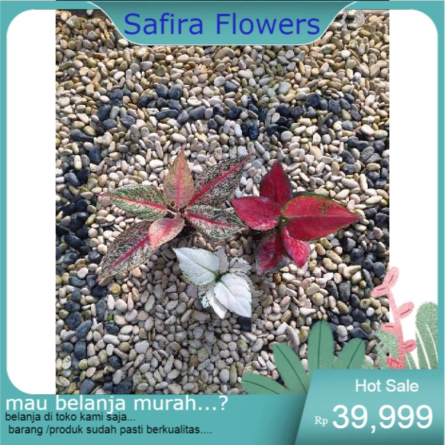 

Aglonema Paket - 3 Pohon - BUNGA AGLONEMA MURAH MERIAH PROMO HIASAN TAMAN