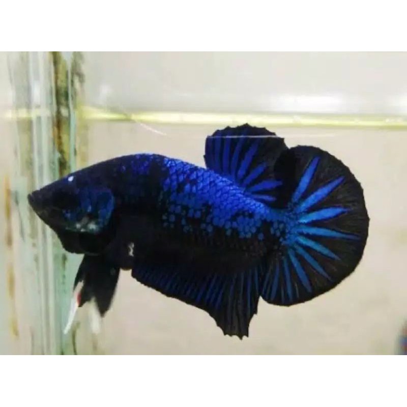 Promo cupang Bbl avatar spair(sepasang)real 100%