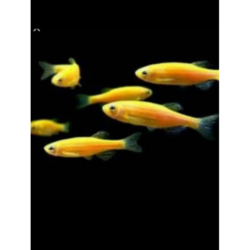 

ikan yellow danio kuning