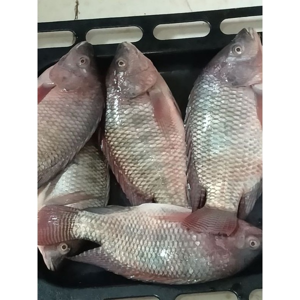 

ikan mujair 1kg
