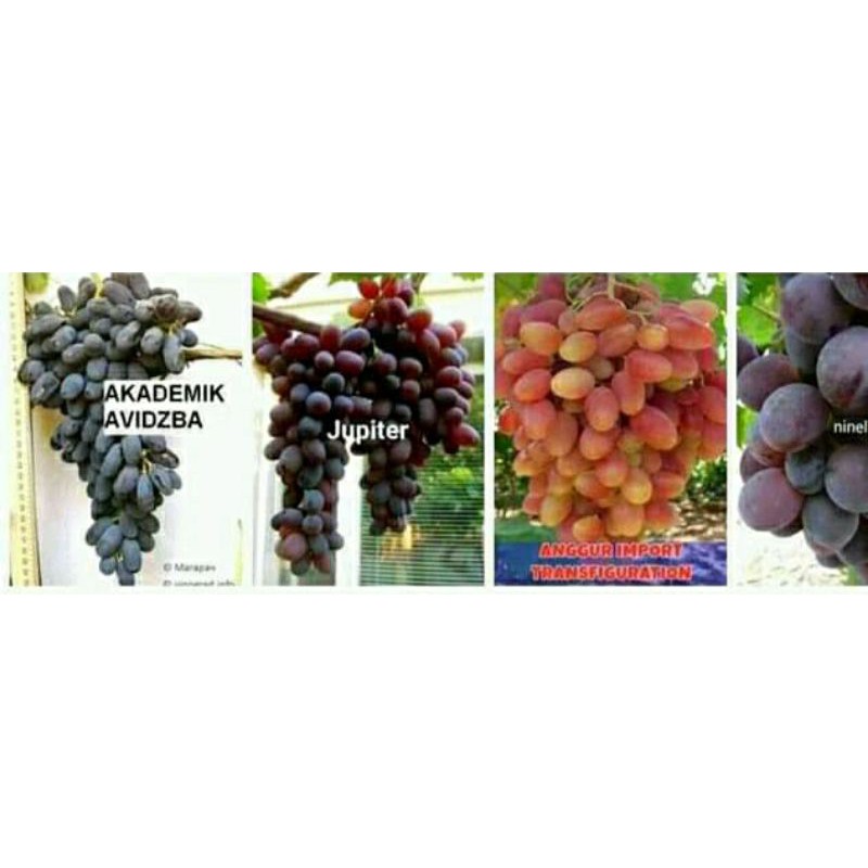 

3jenis anggur import gerting jamin ore