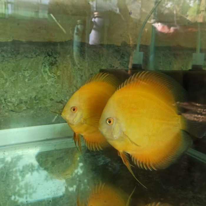 Ikan Discus Golden Yellow Sepasang Lulus Gendong