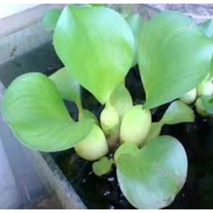 Eceng Gondok - Tanaman Air Eceng gondok