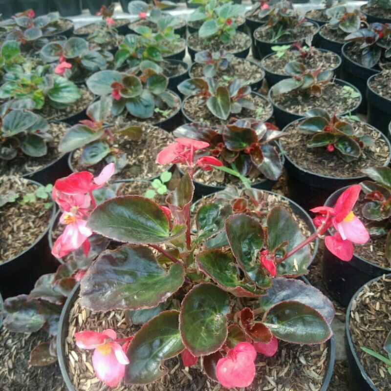 Tanaman Hias Begonia Mawar/Begonia Bali Stek batang