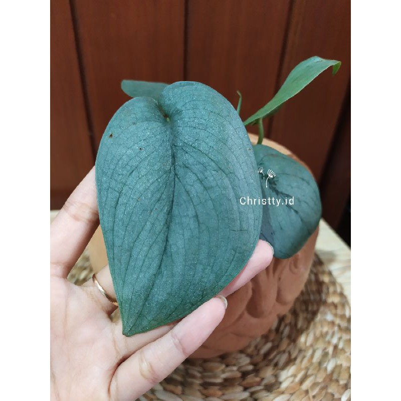 Scindapsus Silver Hero / Platinum / Skindapsus silver hero