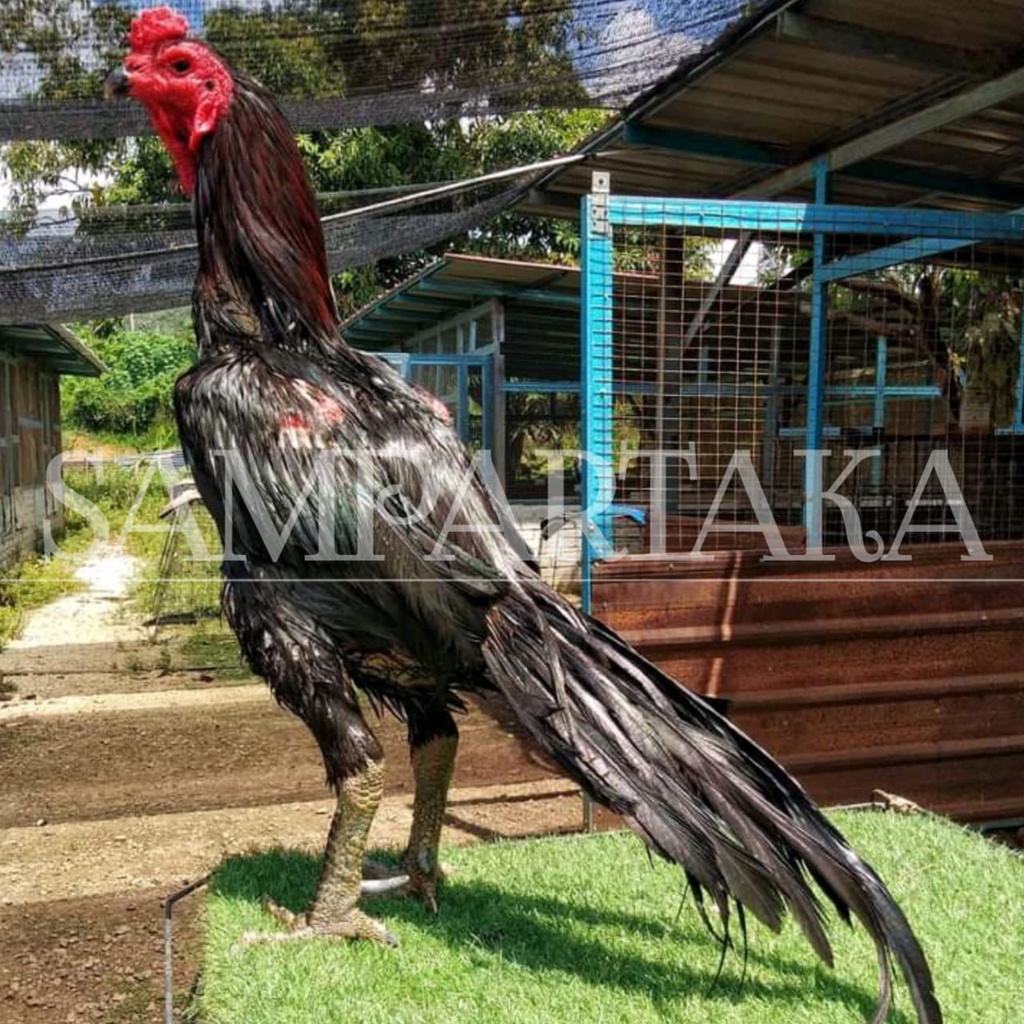 telur fertill ayam bangkok ekor lidi telur fresh