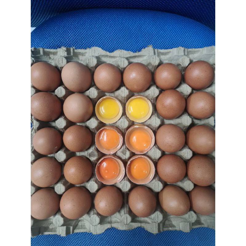 

Telur Ayam Omega 3 Premium Fresh Per Kg Nutrisi Tinggi