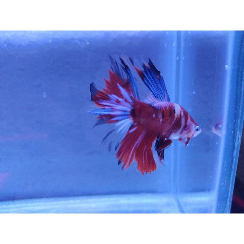 Ikan cupang Halfmoon Red Koi galaxy
