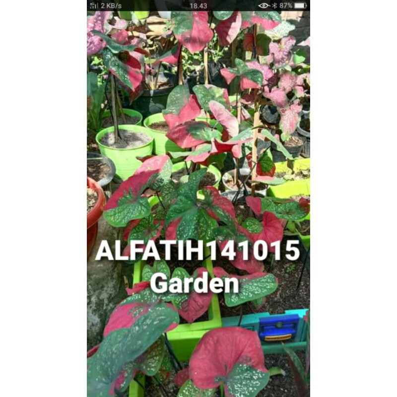 tanaman hias keladi baret-keladi baret-caladium baret tanaman hias-PROMO KELADI BARET-Promo keladi