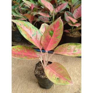 Tanaman hias aglonema  bigroy aglaonema  big  roy  tanaman 