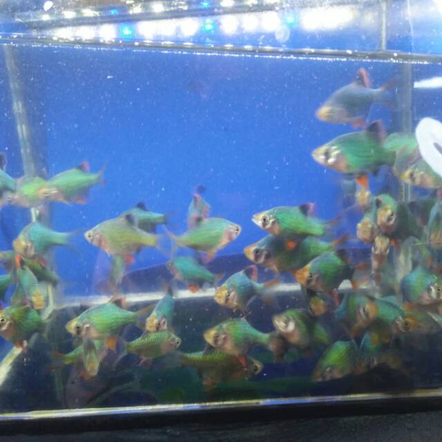 

IKAN HIAS GREEN TIAGER / GREEN SUMATRA
