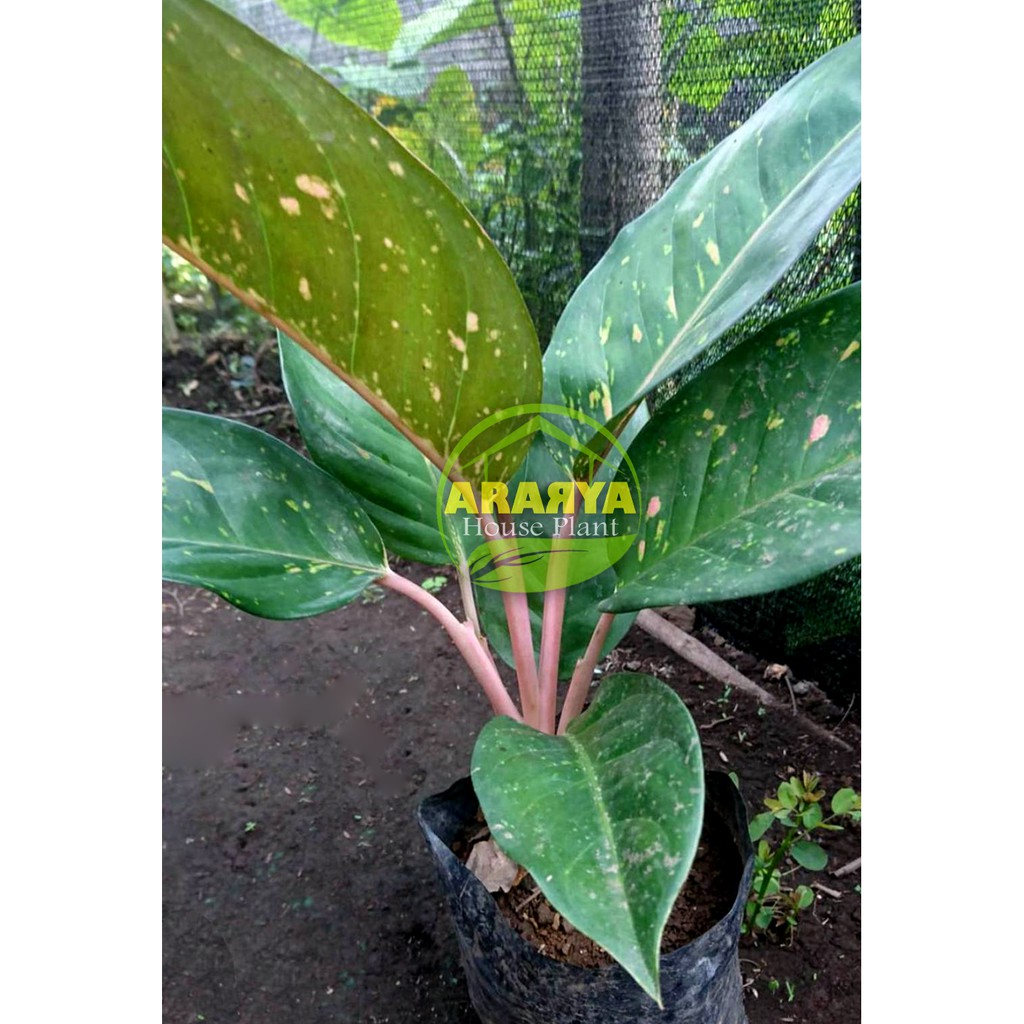 Aglonema Big Roy Lulaiwa Mutasi Hijau Daun 5 Up