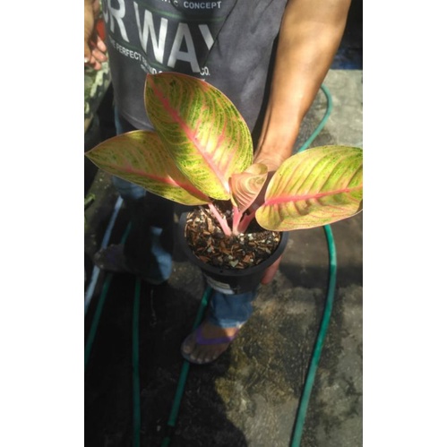 Baby Aglonema Goliath